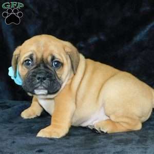 Buster, Miniature Bulldog Puppy